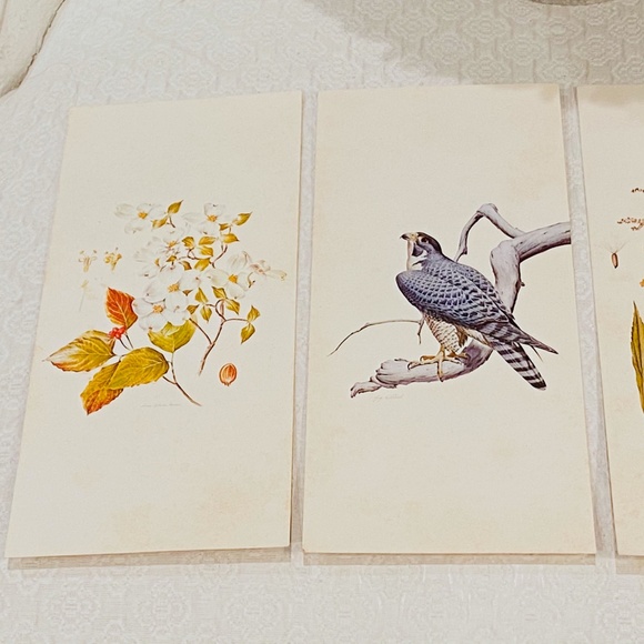 BUNDLE ONLY-Vintage Cottagecore Wildlife Art Gallery Postcard Set - Picture 2 of 10
